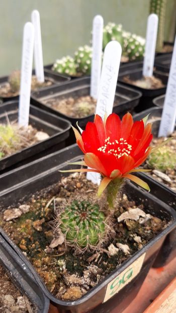  - 5 Cactuși