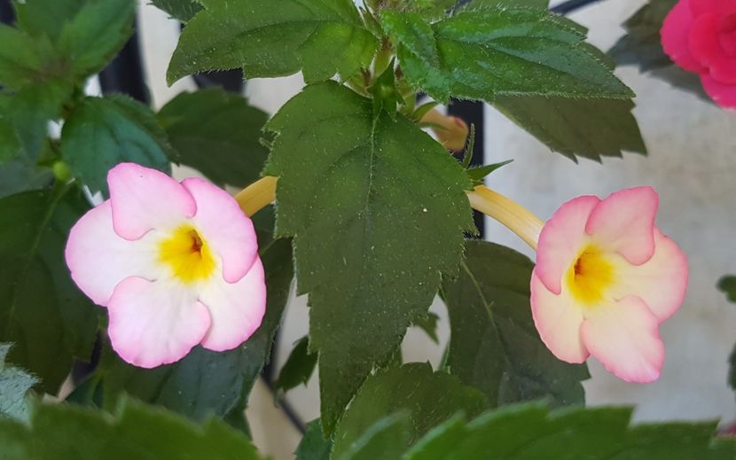 Ivory Blush - Achimenes 2020
