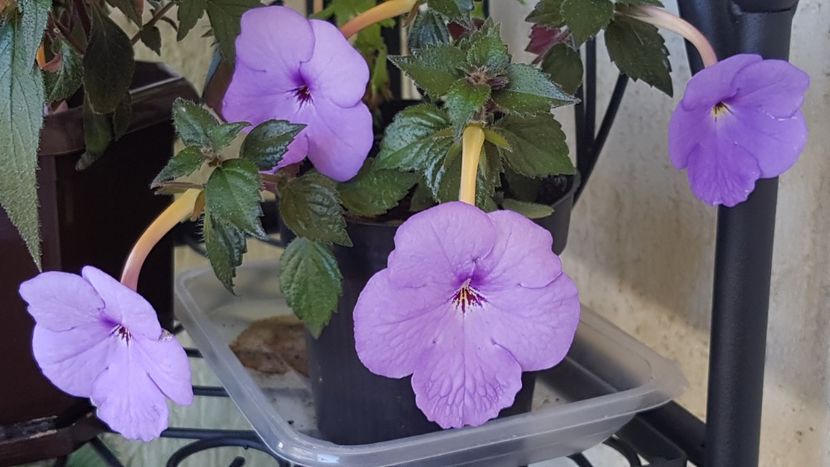 Forget me not - Achimenes 2020