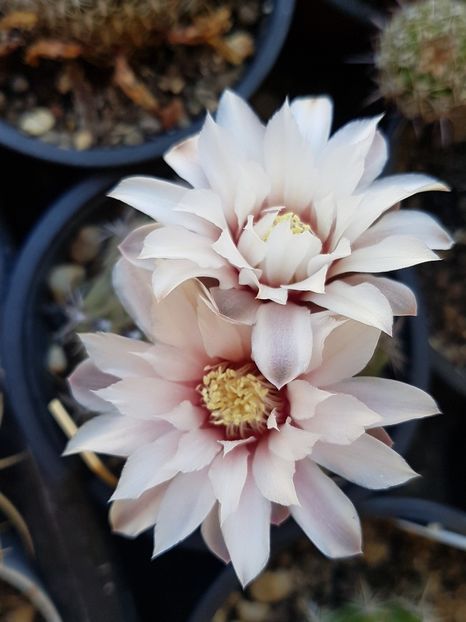 Gymnocalycium quehlianum - Gymnocalycium