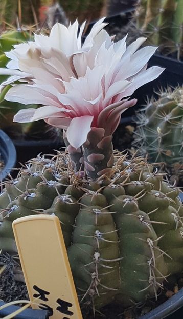  - Gymnocalycium