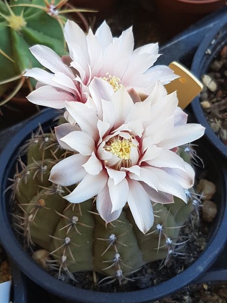  - Gymnocalycium