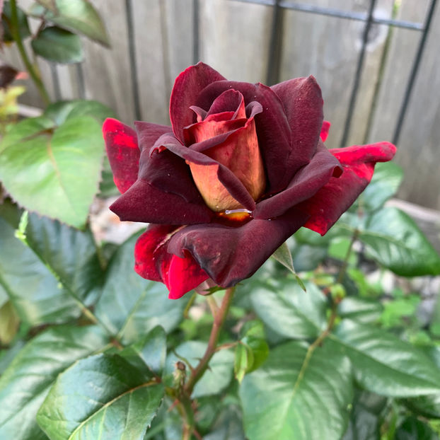  - Jurnalul gradinii 2020