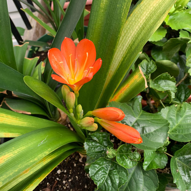  - Jurnalul gradinii 2020