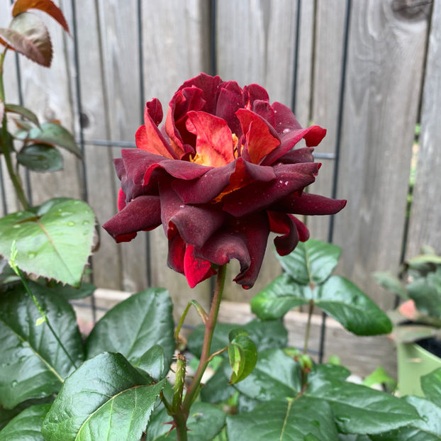  - Jurnalul gradinii 2020