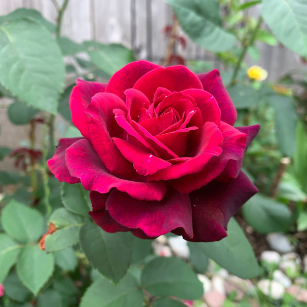  - Jurnalul gradinii 2020