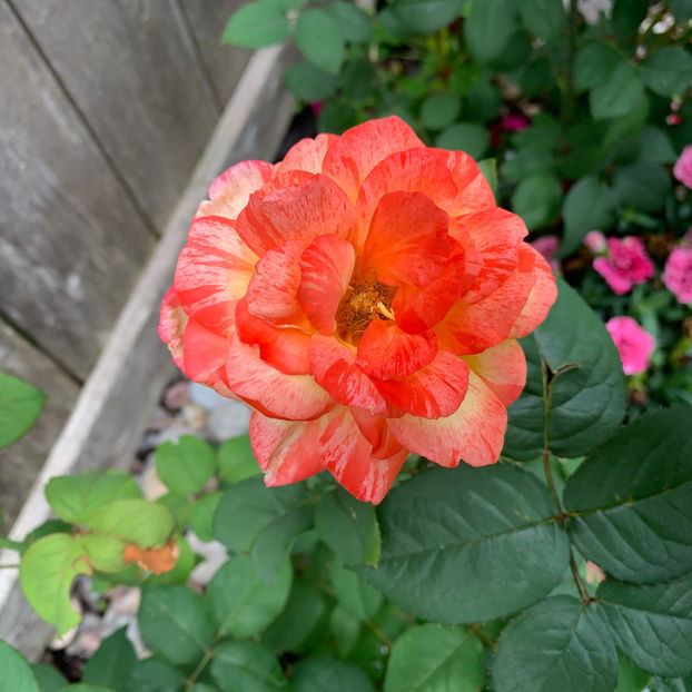  - Jurnalul gradinii 2020