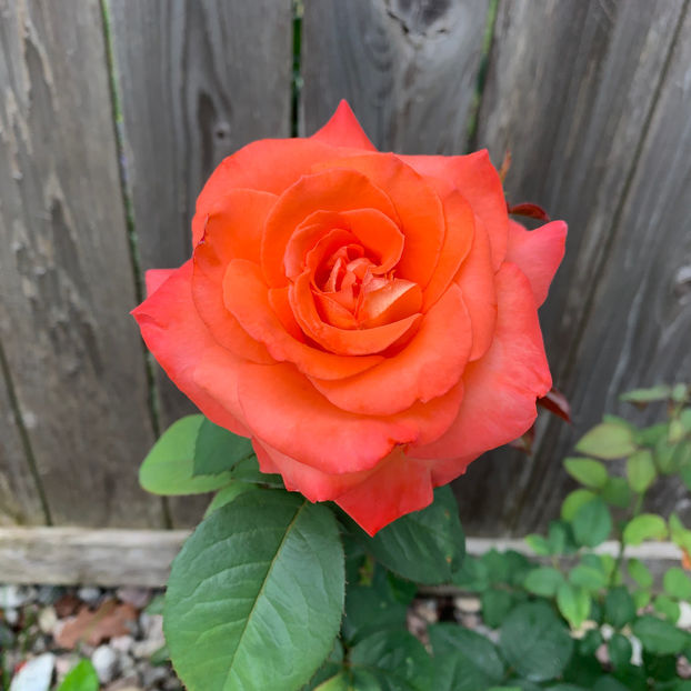  - Jurnalul gradinii 2020