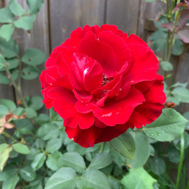  - Jurnalul gradinii 2020