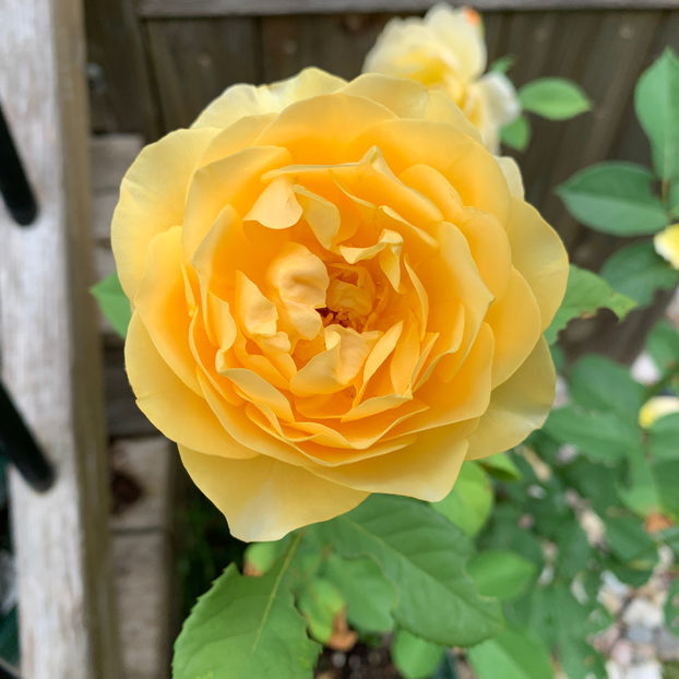  - Jurnalul gradinii 2020