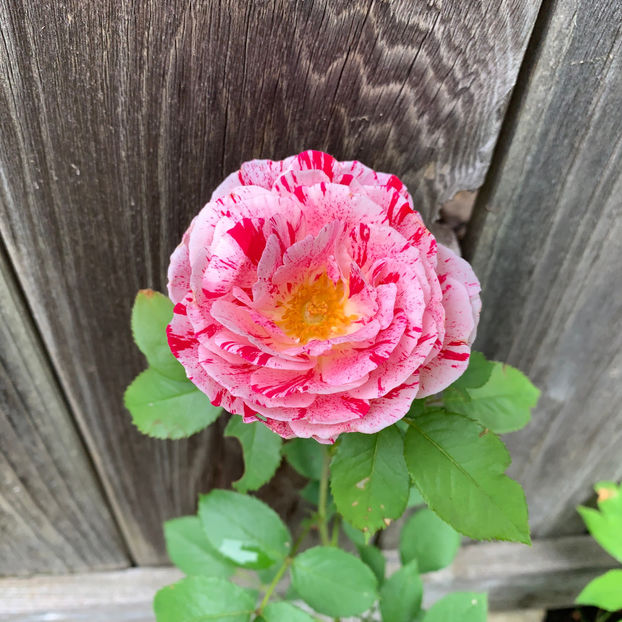  - Jurnalul gradinii 2020