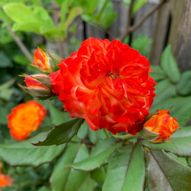  - Jurnalul gradinii 2020