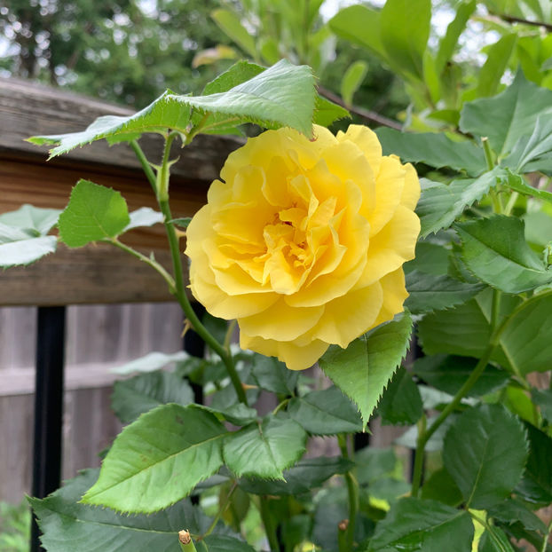  - Jurnalul gradinii 2020