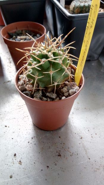E. flendleri subs.hempelii - Echinocereus