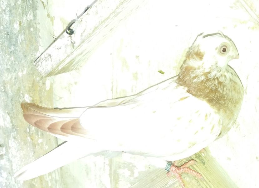 8595  mascul  2020 - Plecați ALBUM 3