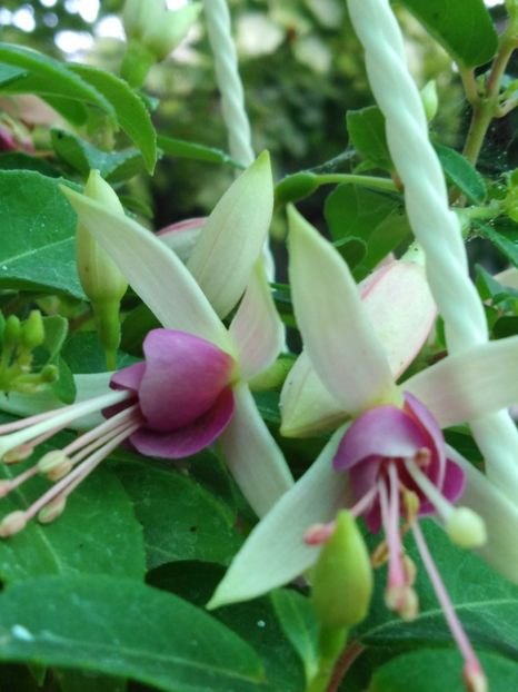 Windchimes neon pink - My Fuchsia Collection