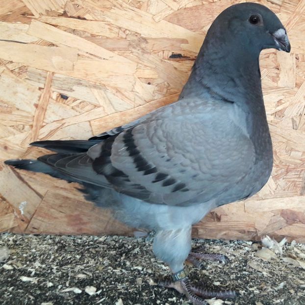 Rezervat Dan - 3---AGH DAȚI 2019 - 2025