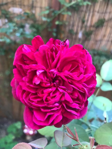  - William Shakespeare 2000