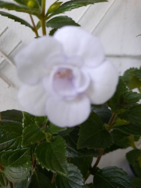  - Double Picotte Rose