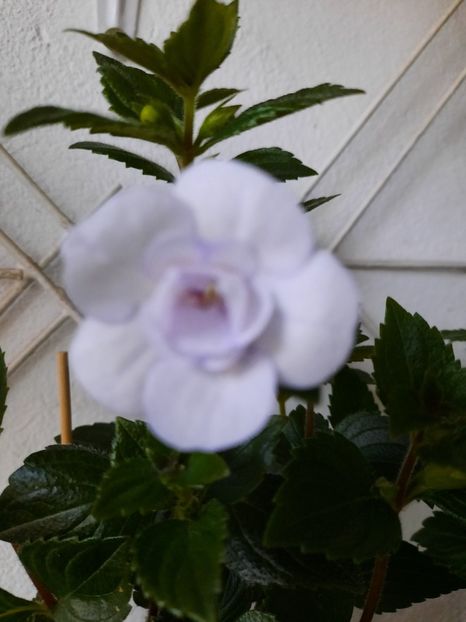  - Double Picotte Rose