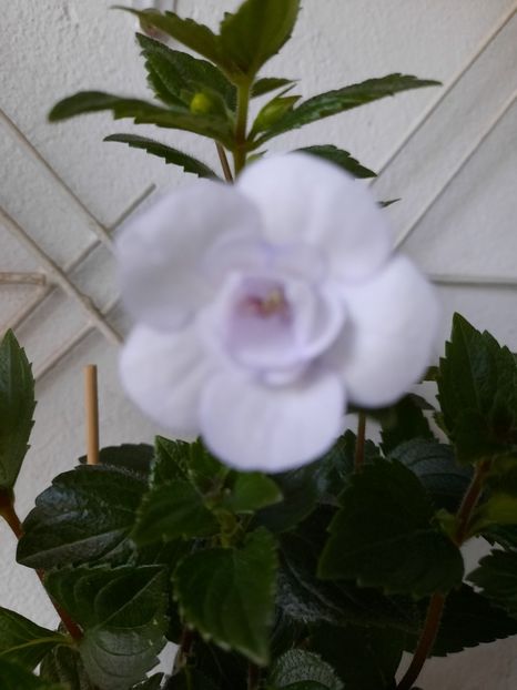  - Double Picotte Rose