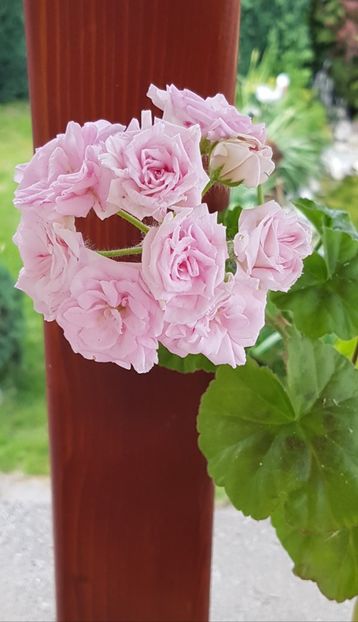 Millfield Rose - Muscate de colectie 2020