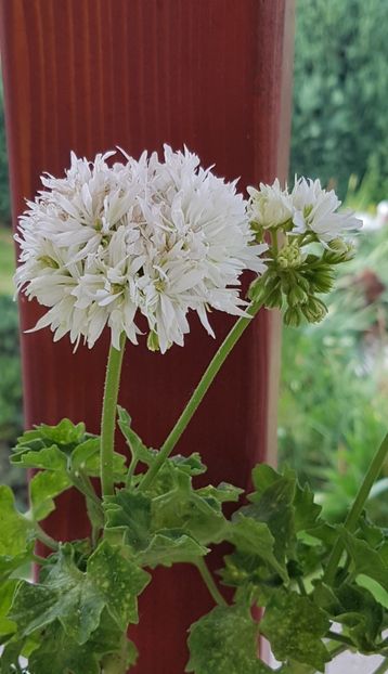 Vectis Snow - Muscate de colectie 2020