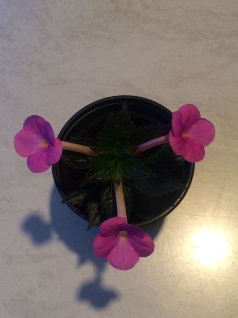 Am mai stropit o dată!!! - BriDs Juna