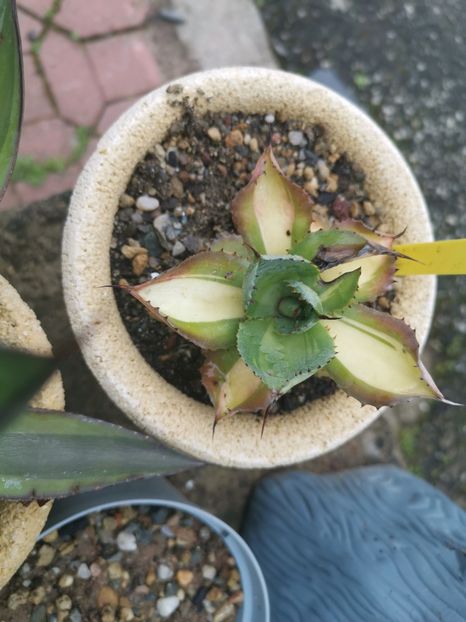Agave Tradewind mediopicta yellow - Vandute