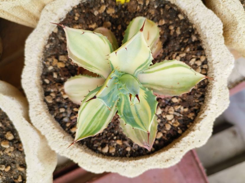 Agave isthmensis - Vandute