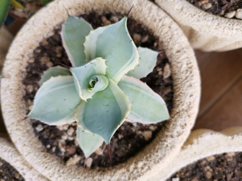 Agave potatorum bluewinds - Vandute