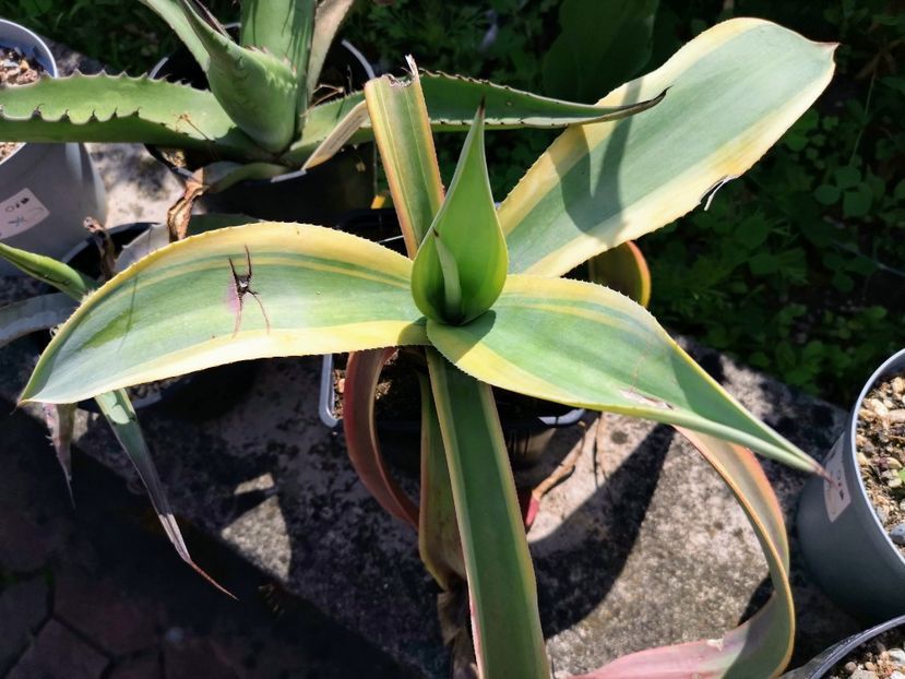 Agave Weberi Arizona Star - Vandute