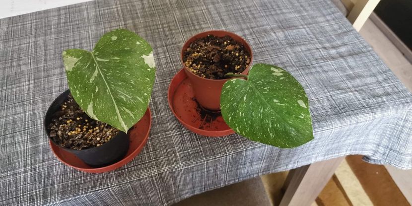 Philodendron Thai Constelation 300 bucata - Vandute