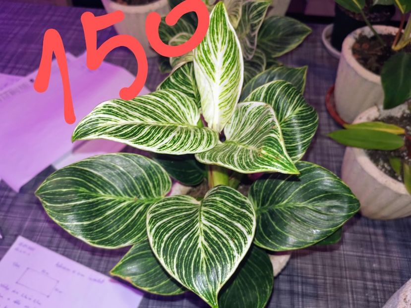 Philodendron Birkin - Vandute