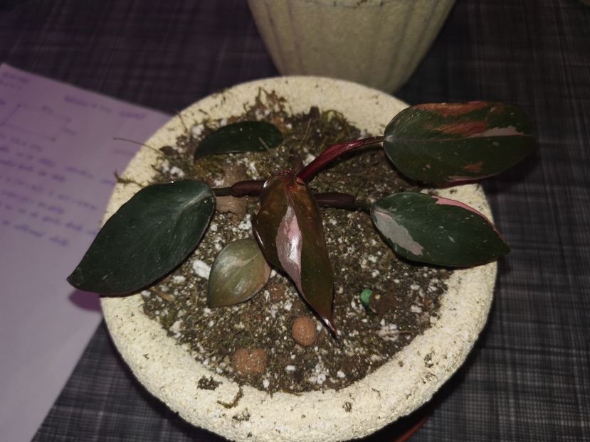 Philodendron Pink Princess 200 - Vandute