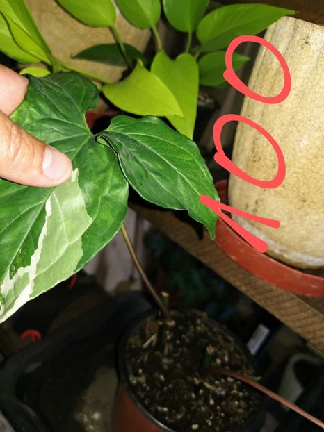 Syngonium Albo Variegata - Vandute