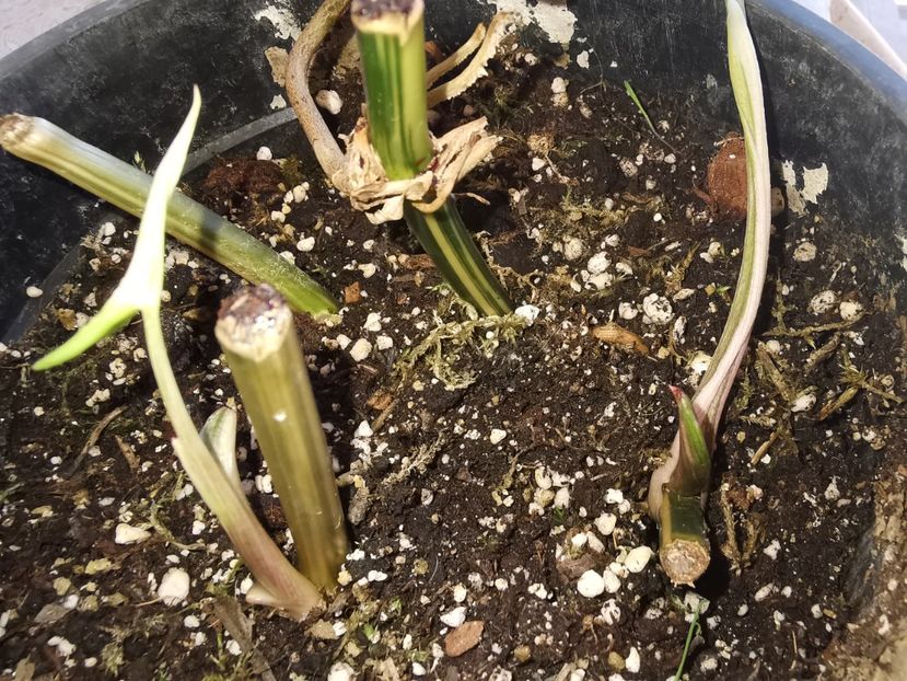 Syngonium Albo Variegata 72 euro - Vandute