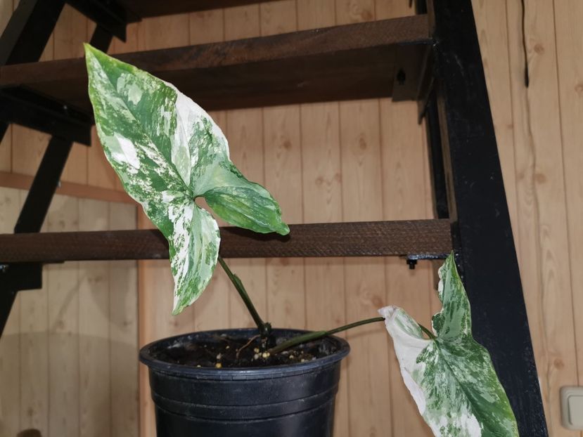 Syngonium Podophyllum Albo Variegata - Vandute