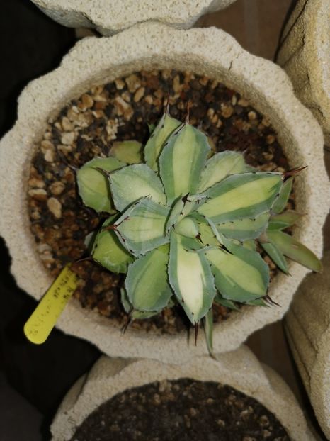 Agave kisshokhan - Vandute