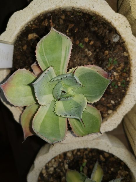 Agave potatorum - Vandute