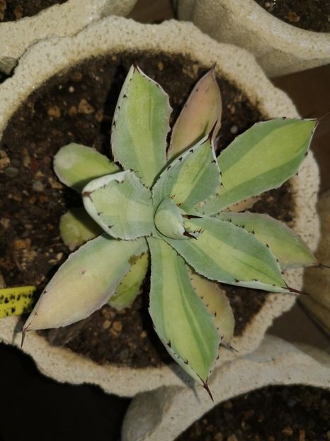 Agave ki - Vandute
