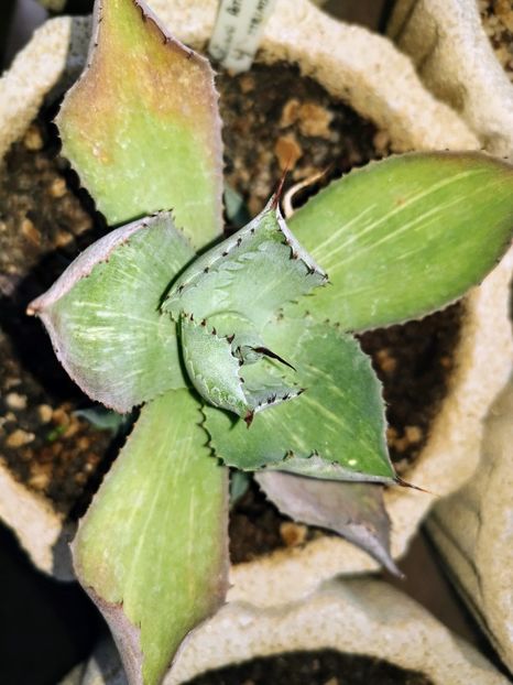 Agave potatorum striata - Vandute