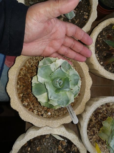 Agave isthmensis - Vandute