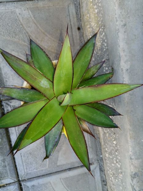 Agave romanii - Vandute