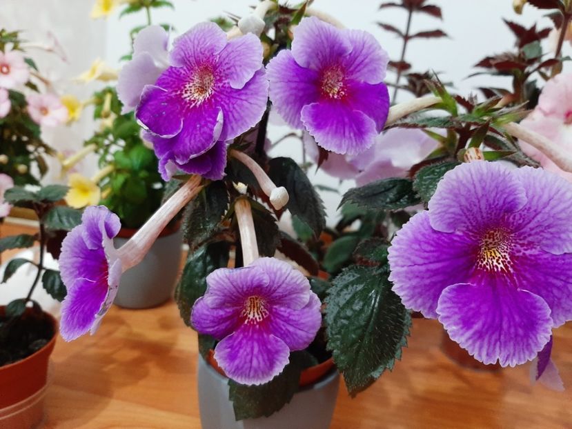  - achimenes-primele incercari