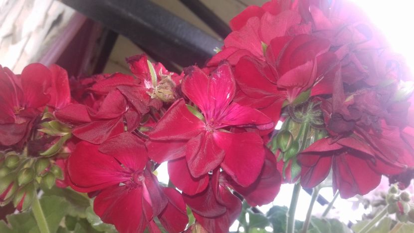  - - O - Fotografii x