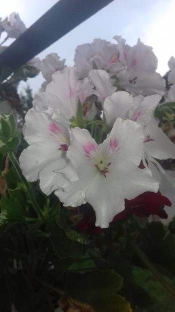  - - O - Fotografii x