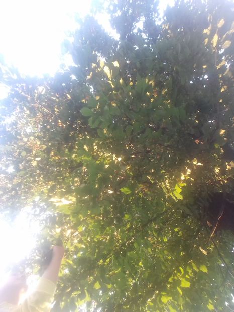  - - O - Fotografii x