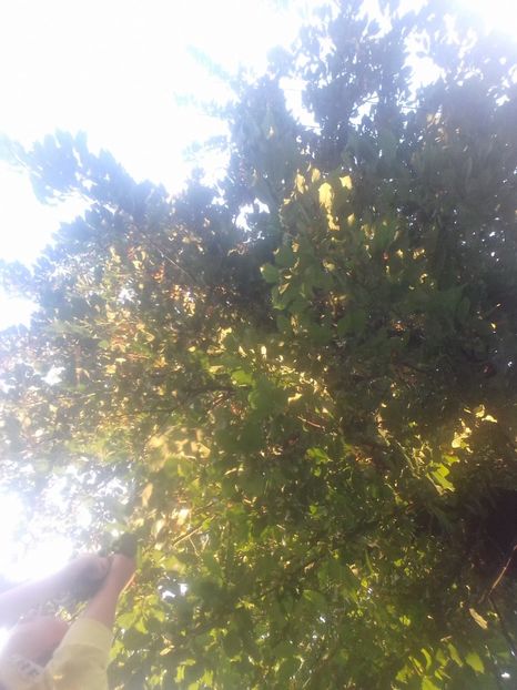  - - O - Fotografii x