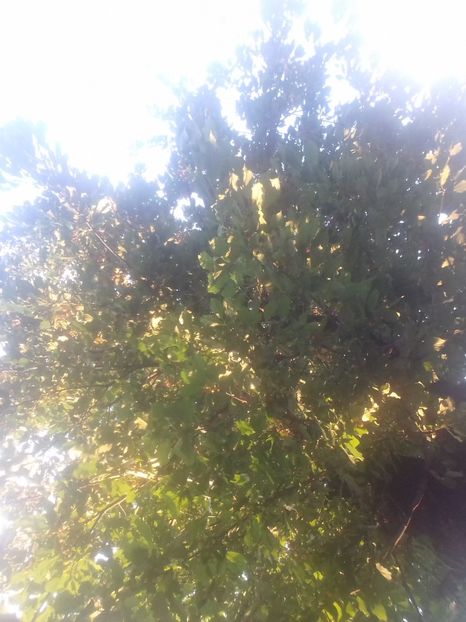  - - O - Fotografii x